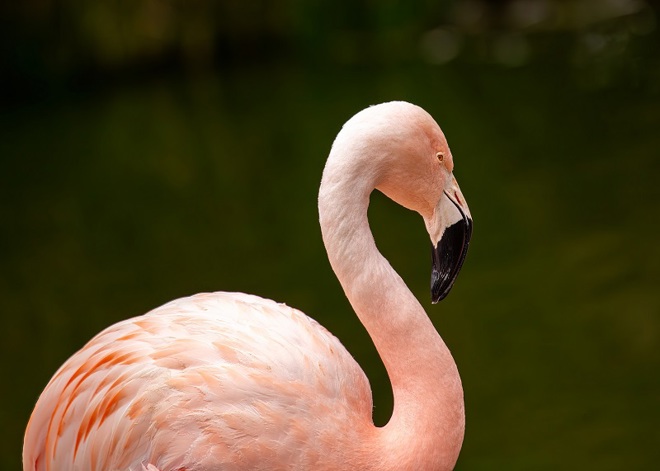 A photo of a flamingo looking away from the camera.